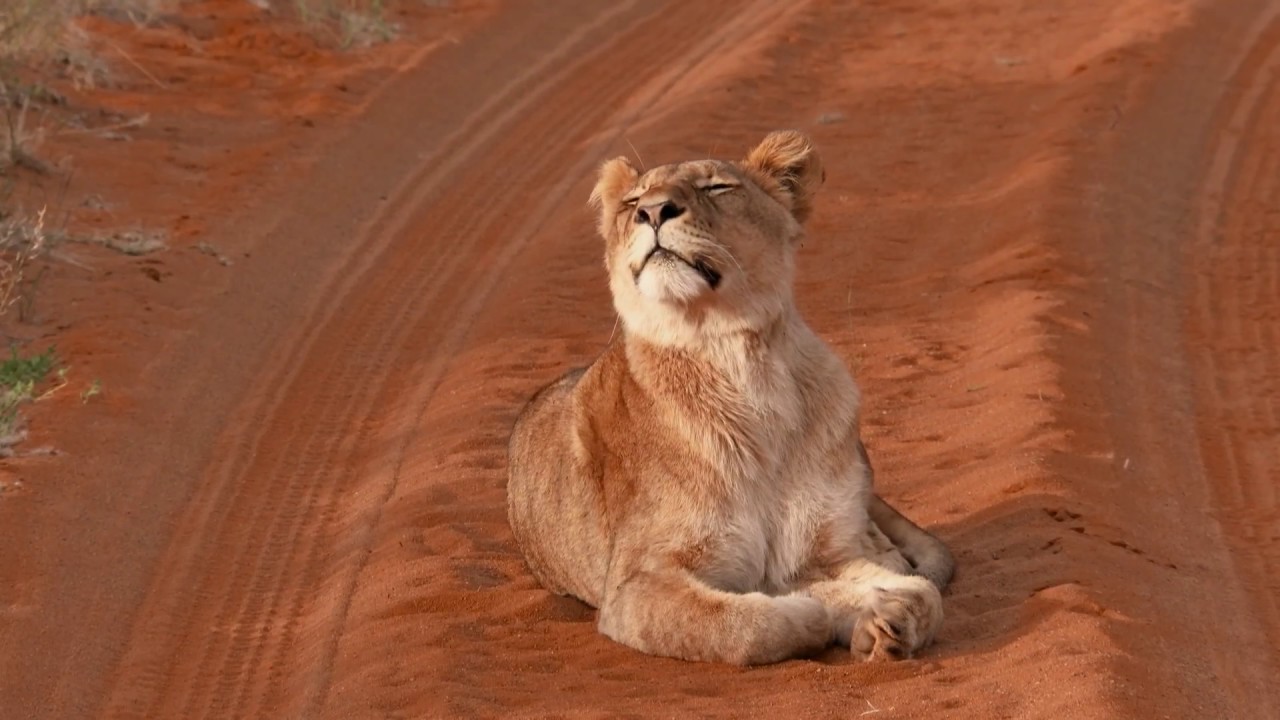 Tswalu Kalahari - South Africa