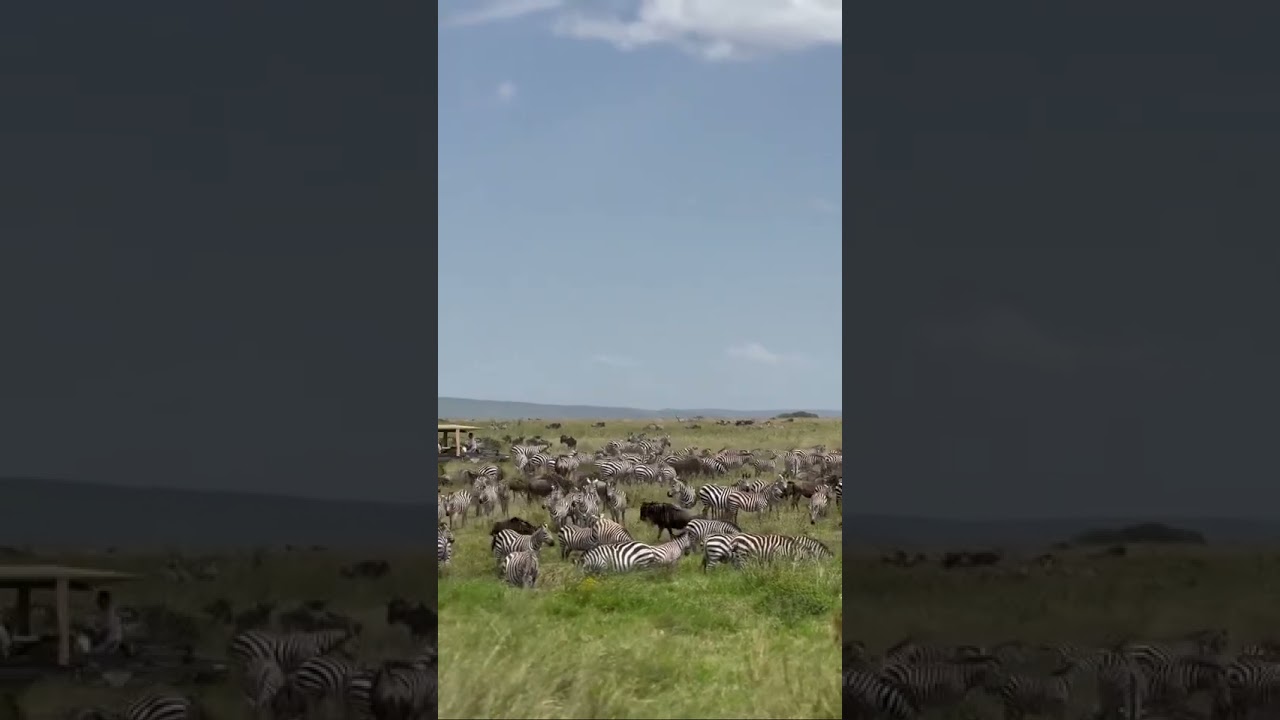 Wildebeest and zebras spotted grazing in Seronera Valley