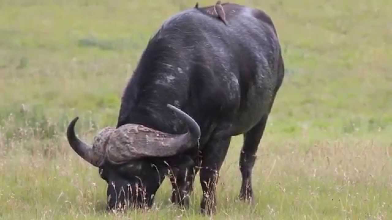 Amakhala Game Reserve - Safari Lodge - Eastern Cape - South Africa