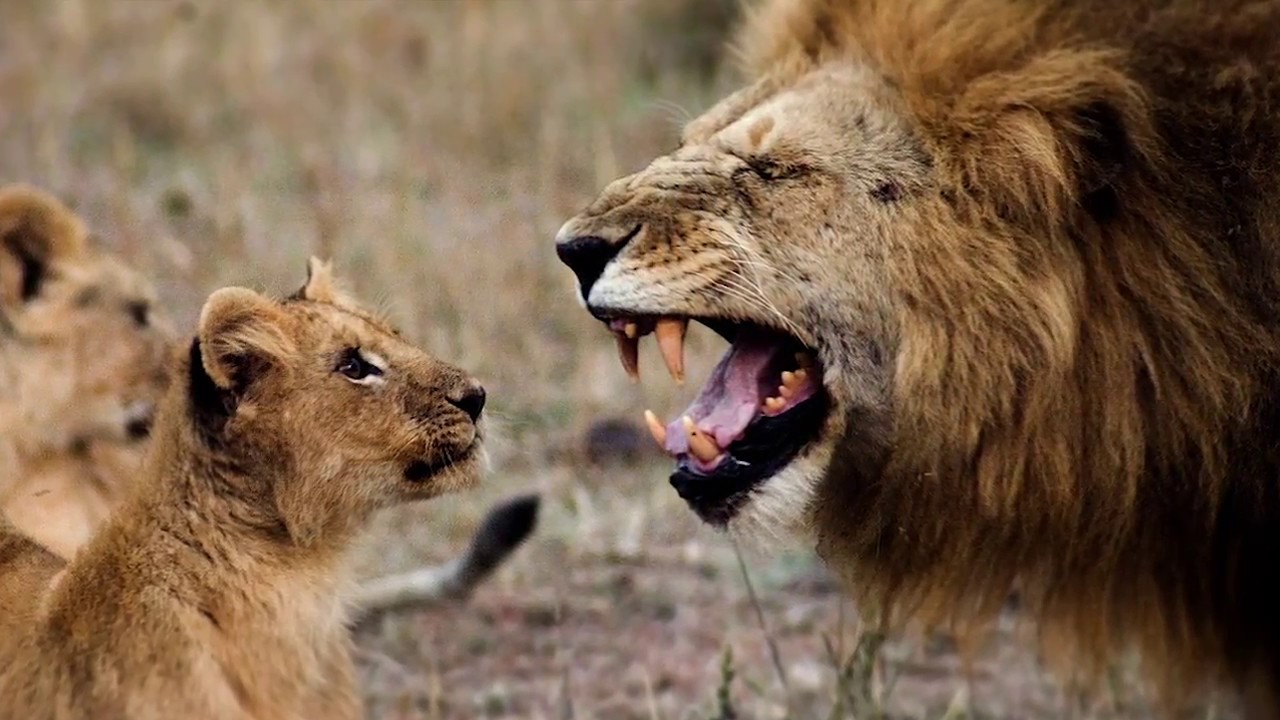 SERIAN'S SERENGETI SOUTH A short film by Rufus Blackwell