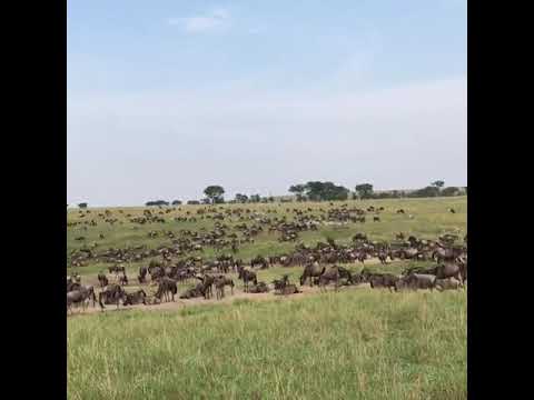 Latest #HerdTracker update: Large herd of the wildebeest moving long the Kuka Hills