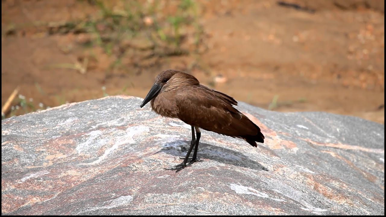 Hamerkop mating call