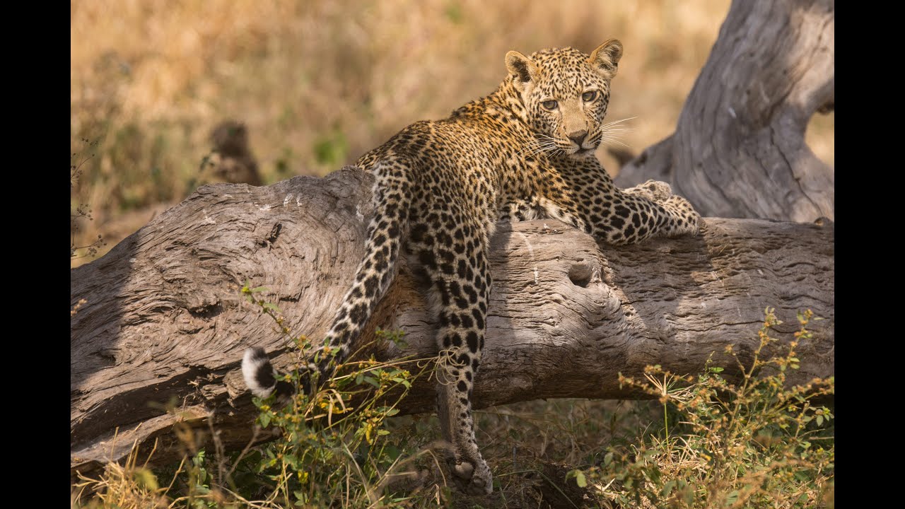 Lemala Mara Mobile Tented Camp