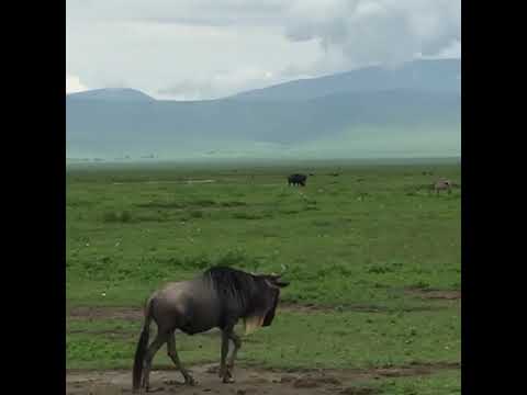 Latest #HerdTracker update: Africa's Garden of Eden