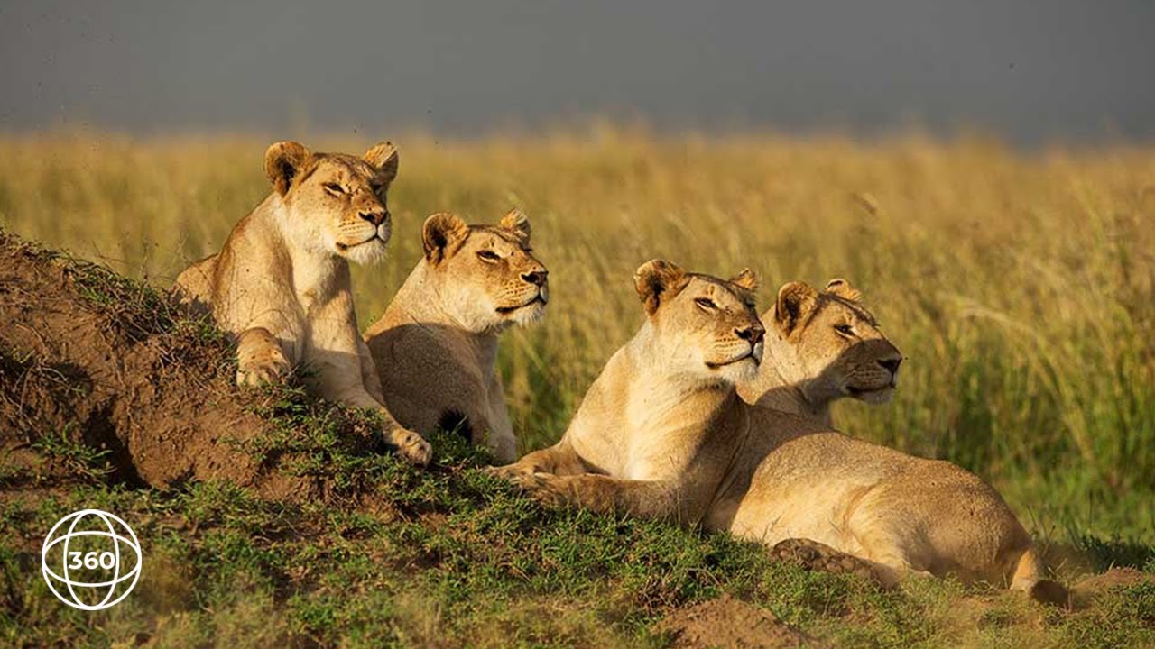 Pride of Lion Feasting in Ruaha  | 360° Virtual Tour