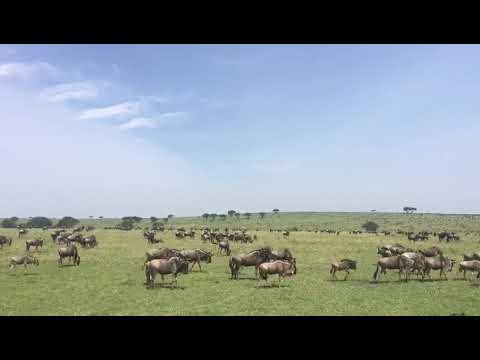 Latest #HerdTracker update: Wildebeest migration in the Serengeti moving closer to the Mara River