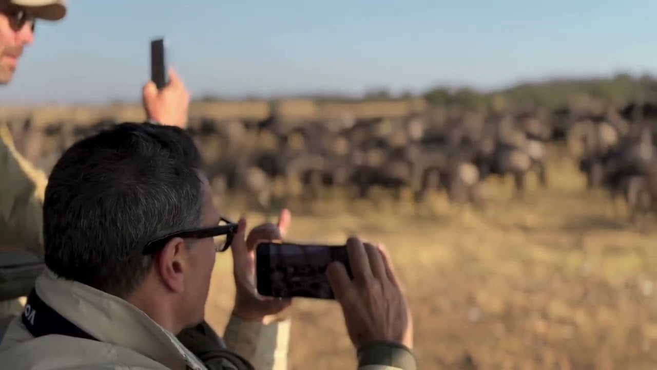 Huge wildebeest herd spotted in the Grumeti River!