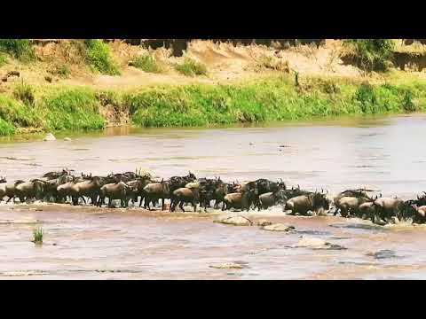Latest #HerdTracker update: Huge crossings at point no 2 from the north to southern Serengeti