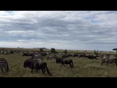 Latest #HerdTracker update: Great Migration in the central east of the Serengeti National Park