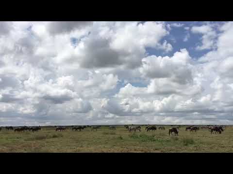 Latest #HerdTracker update: Great migration in the Maswa Game Reserve