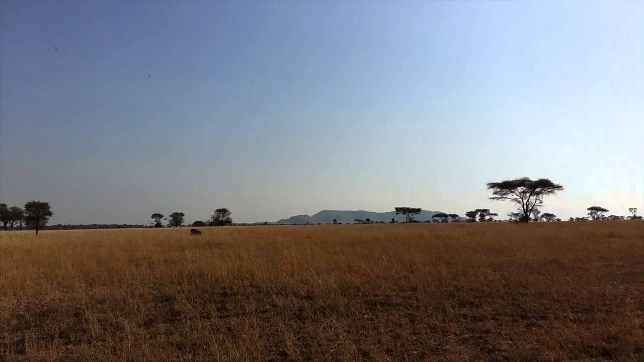 HerdTracker update 3 August 2015 - Lions mating close to Makoma Hill