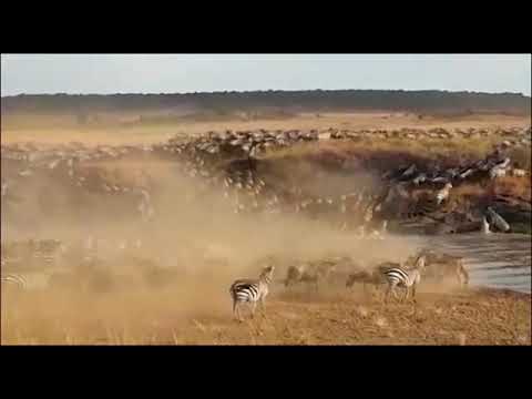 Latest #HerdTracker update: Wildebeest crossing at Kaburu Crossing point