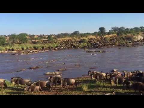 Great Migration crossing point number 8 in the Mara River