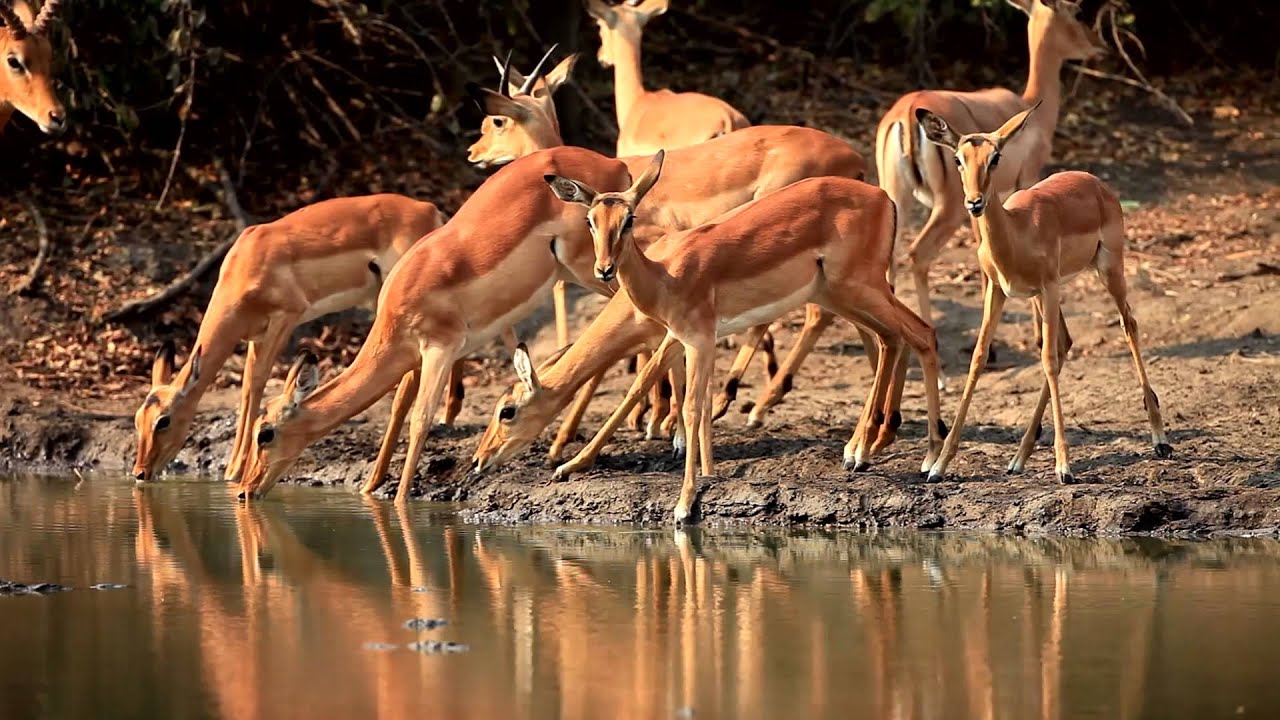 African Bush Camps - Wildlife Teaser