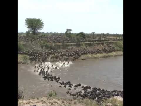 2 million wildebeest decide to cross the treacherous crocodile-infested Mara River
