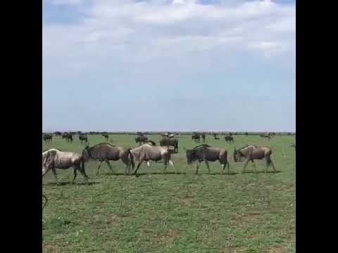 Wildebeest heading towards to the Ndutu Area