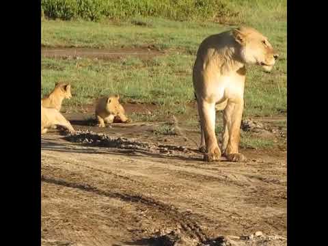 Lion cubs in the Ndutu