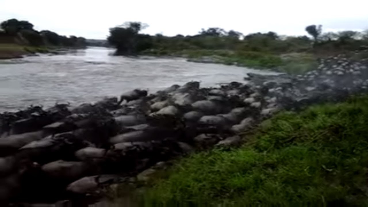 Wildebeest migration cross the Mara River close to Entim Camp - 31 October 2015