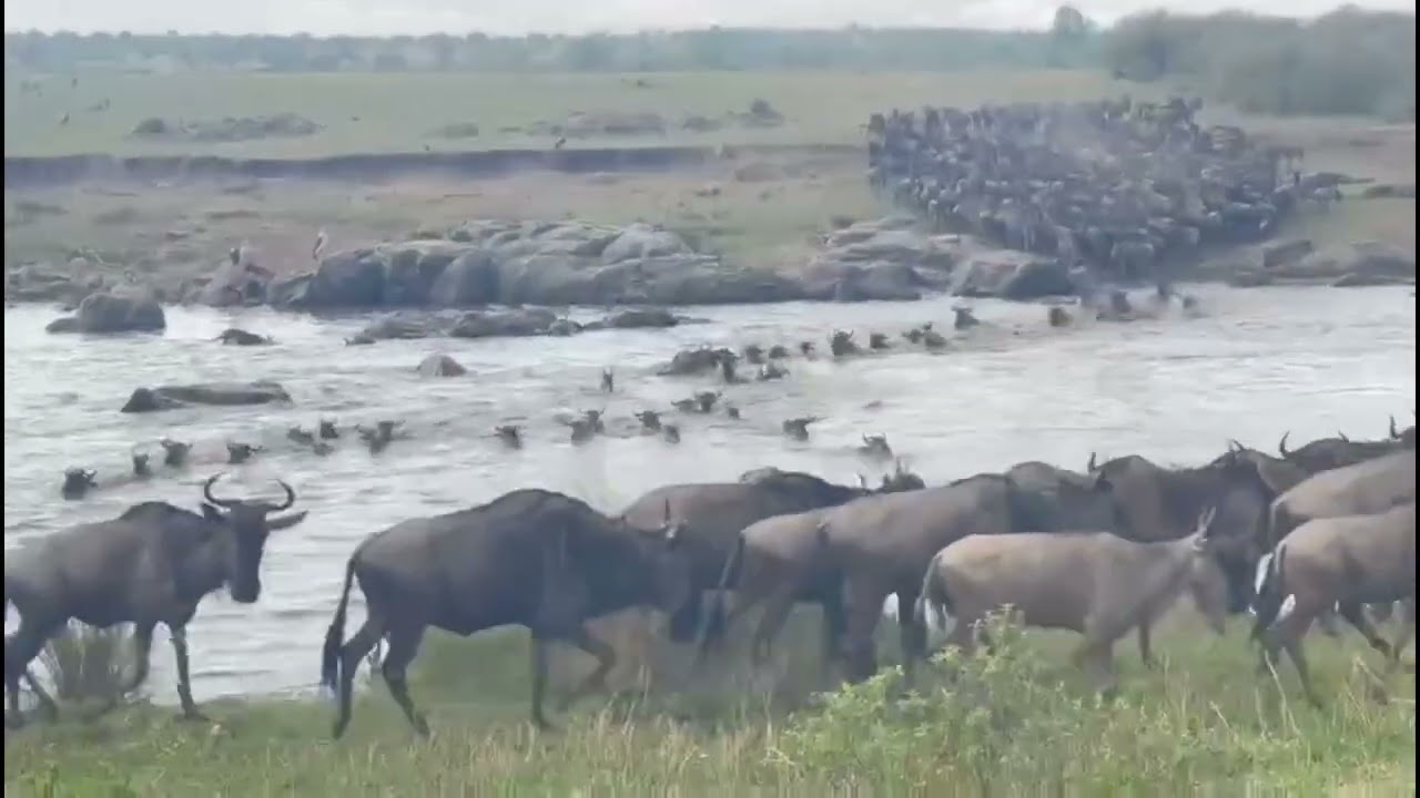 Huge Mara river crossing at no 10