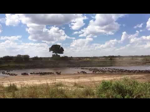 Crossings at point number 7 in the Mara River (Serengeti)