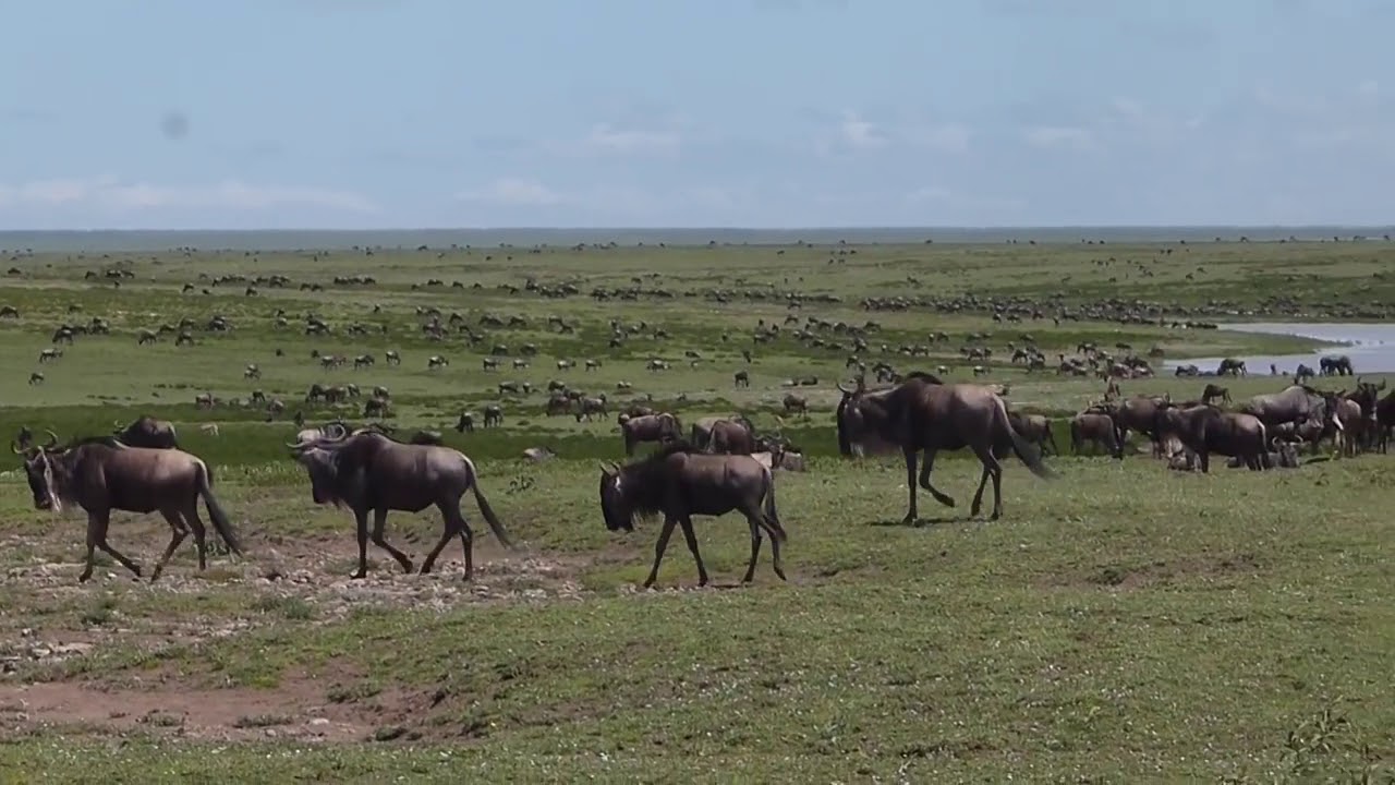The migratory herds are heading towards the Ngorongoro Conservation Area