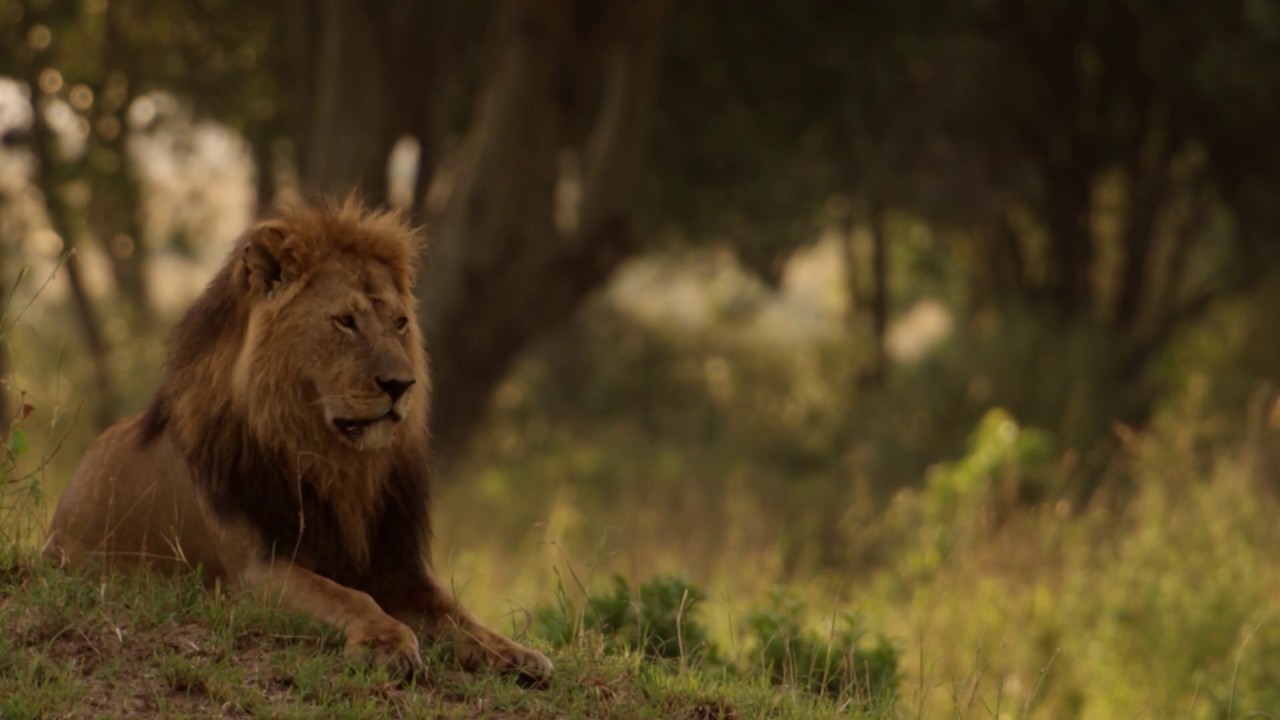 Journey to the Pride Lands