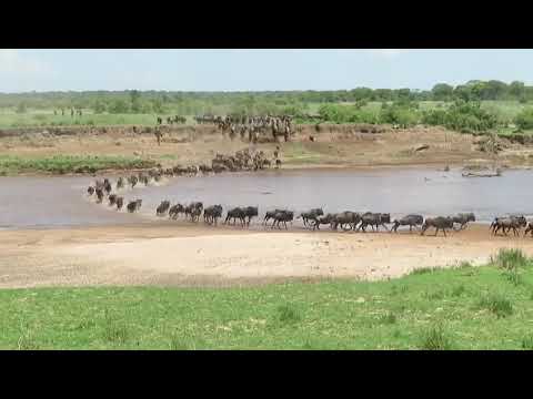 Great Wildebeest crossing back into the Serengeti
