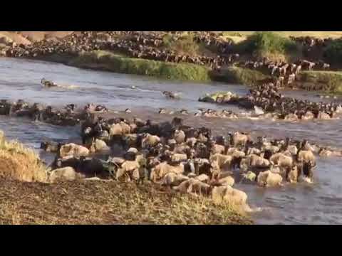Latest #HerdTracker update: Chaotic crossing at Singita Grumeti