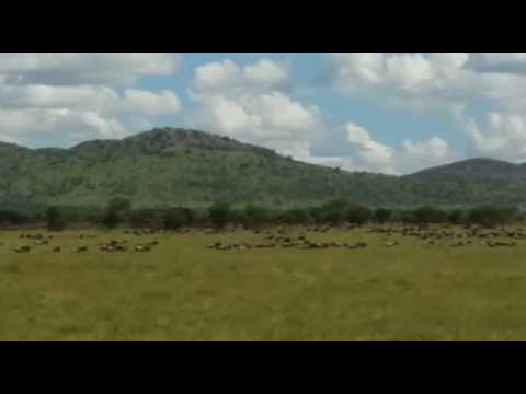 The wildebeest migration is heading towards the Serengeti's Western Corridor