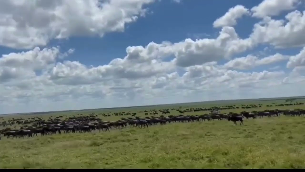Wildebeest herd sighted in large numbers in the Central Serengeti!