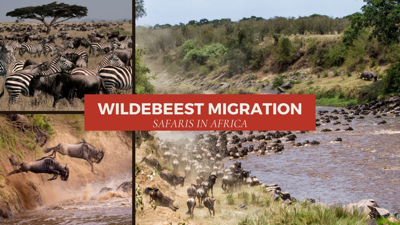 Wildebeest Migration Safaris