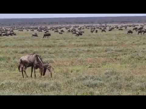 The Ndutu plains have been experiencing good rains