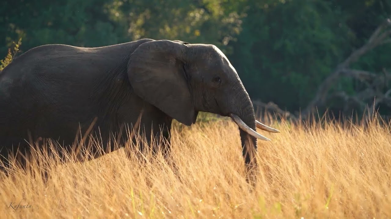 Kafunta Safaris -  promotional video