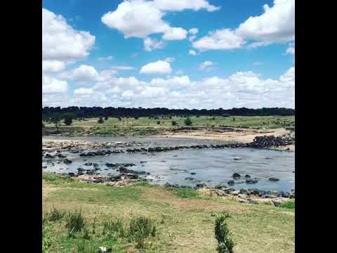 Wildebeest herds crossing the Mara River