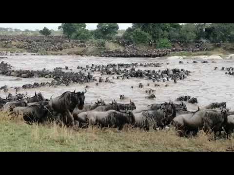 Biggest Wildebeest River Crossing Caught On Video in the Mara River via HerdTracker