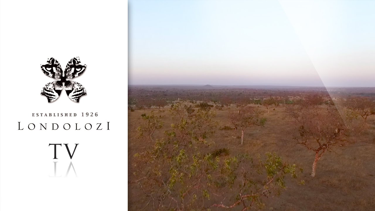 I Am Londolozi - Londolozi TV