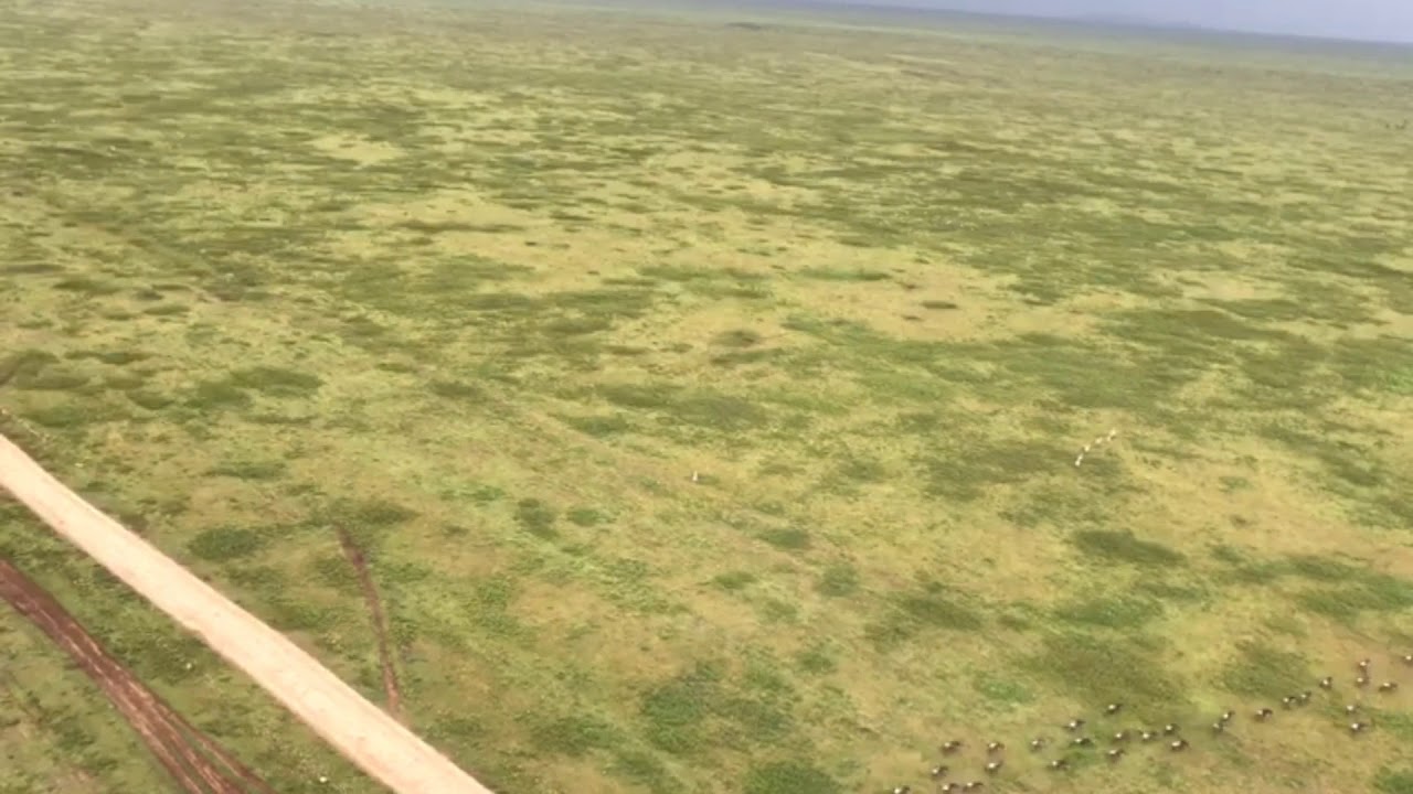 Latest #HerdTracker update: Wildebeest Migration from the bird's eye