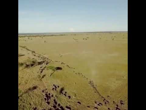 Latest #HerdTracker update: The great herds finally arrives in the Grumeti Reserve