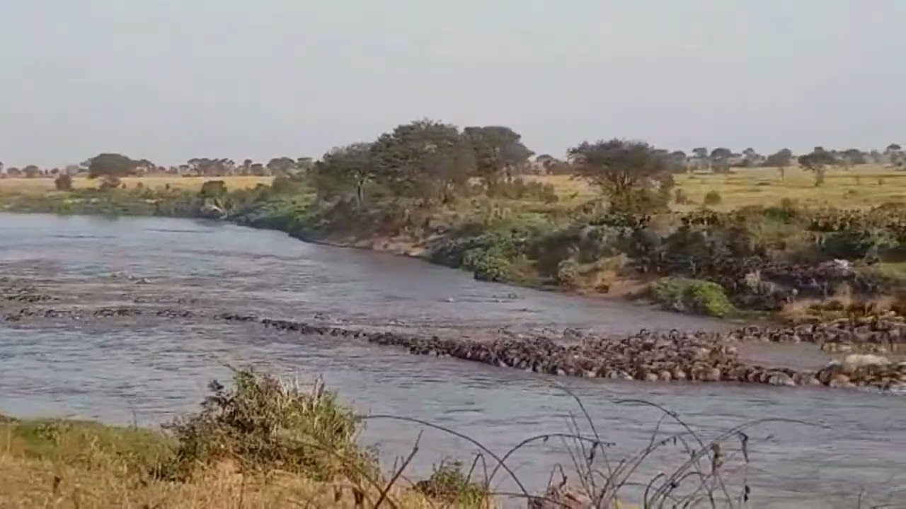 Massive wildebeest herd spotted crossing at point number 0A