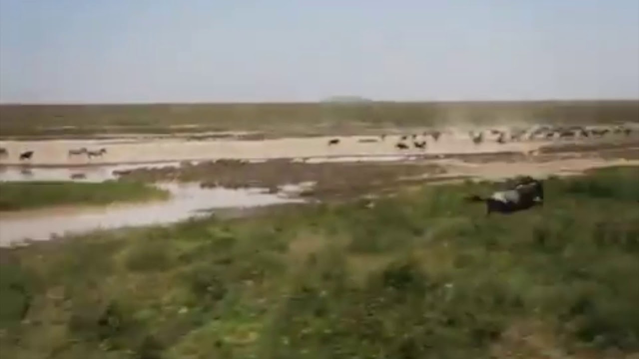 Great Migration in the Lake Ndutu in search of green pasture