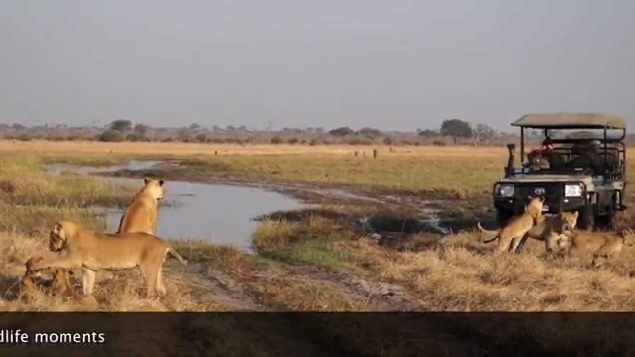 The Savuti Pride enjoying playtime around the Marsh at Camp Savuti