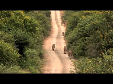 Kwandwe Highlights