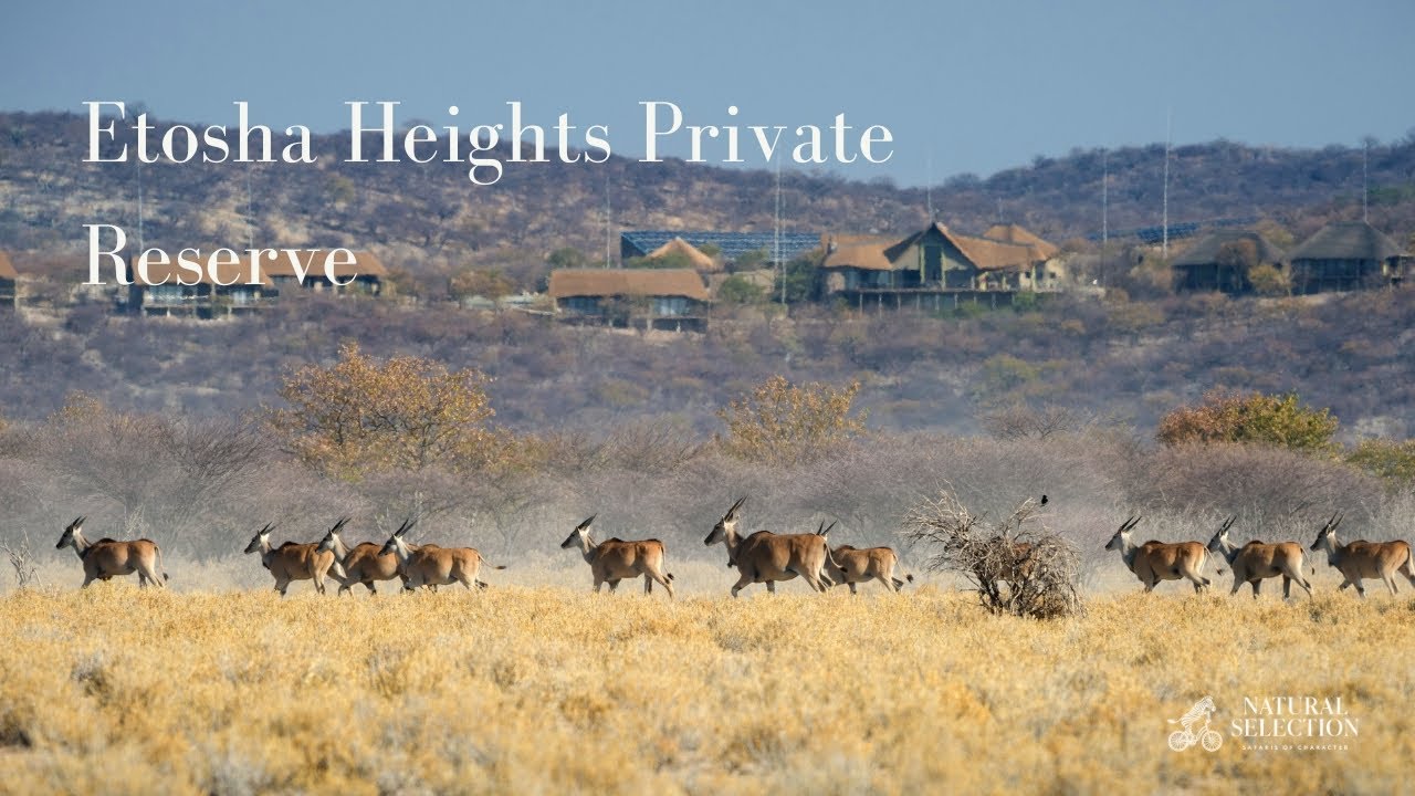 Etosha Heights Private Reserve | Namibia