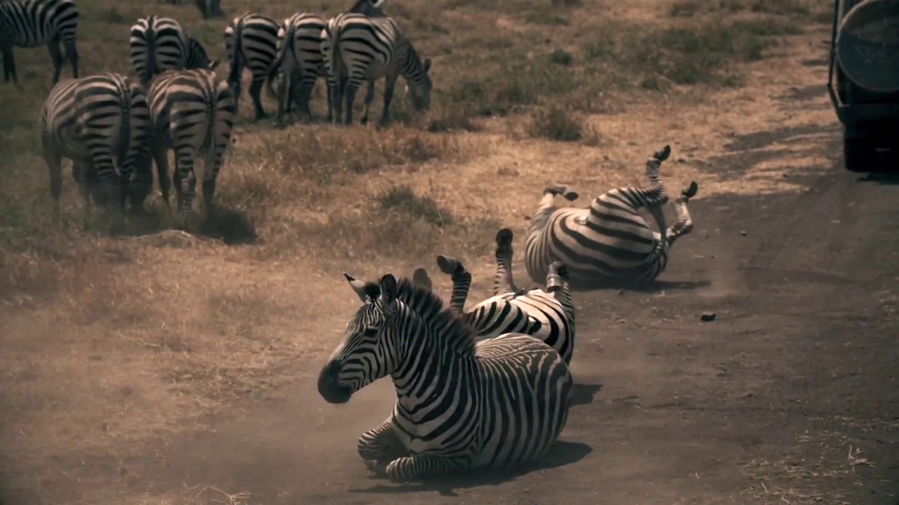 June and July 2019 Great Migration safari in Tanzania