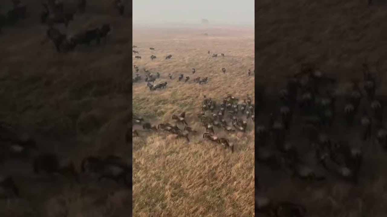 Wildebeest herd sighted crossing the plains of Nyasirori!