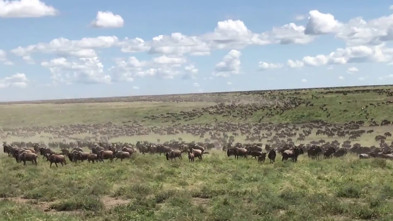 Migration streaming to the south onto the Ndutu Plains