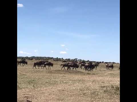 Great Wildebeest Migration moving towards the Sundowner Hills
