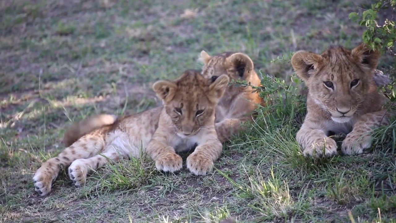 HerdTracker and Kicheche Camps Safari