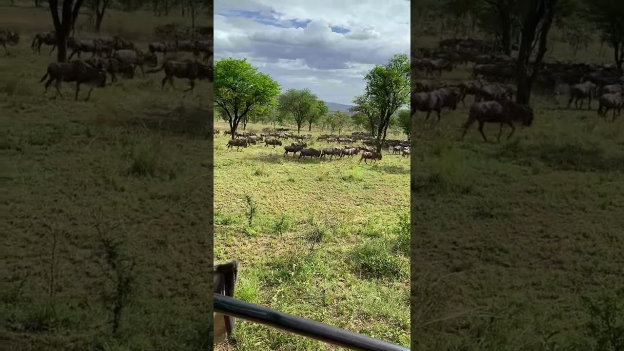 Large herd spotted in the central Serengeti