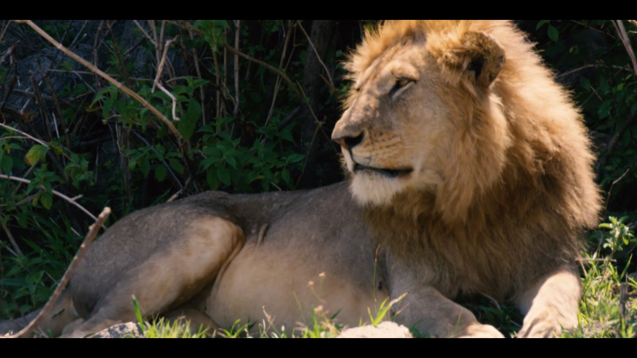 Want to Escape to Wildlife Paradise? Watch This Now!